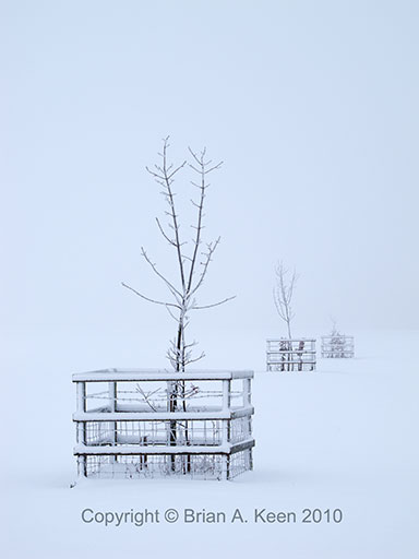 Frosty Trees