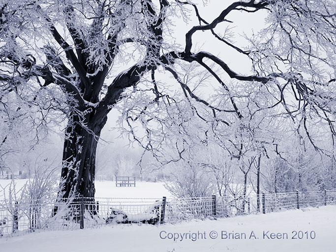 Winter Landscape