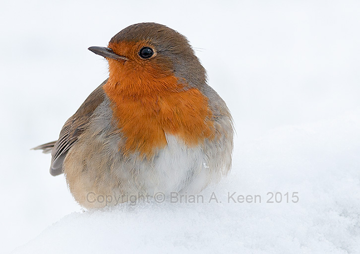 Robin