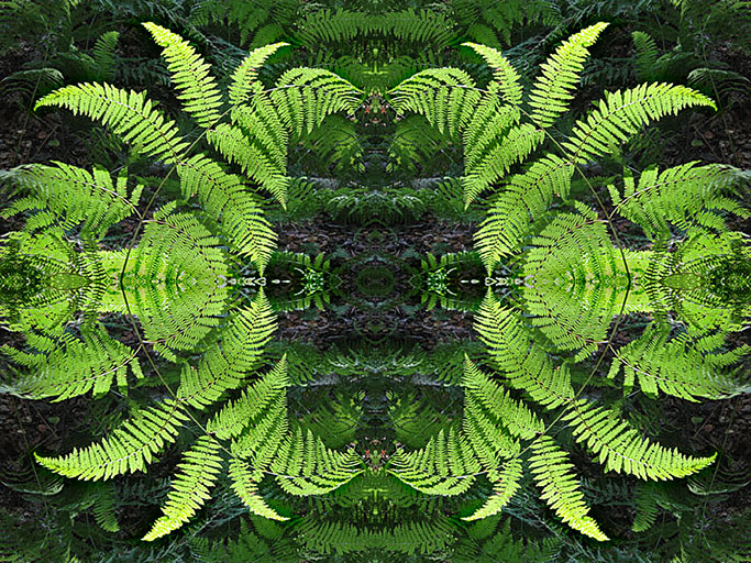 Ferns Abstract