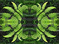 Ferns Abstract