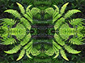 Ferns Abstract