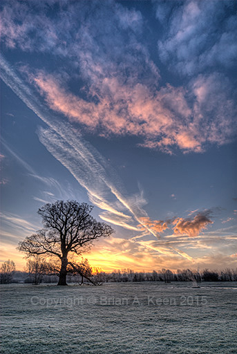 Oak Tree