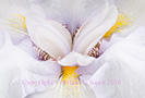 White Iris