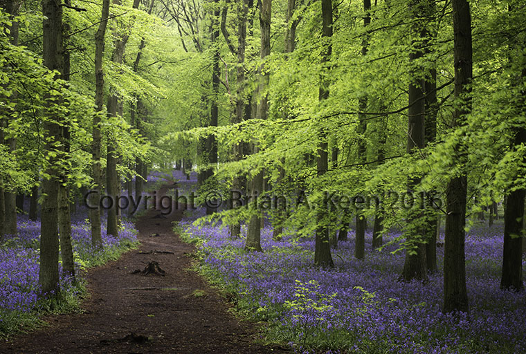 Bluebells