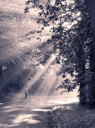 Sunlight and Mist