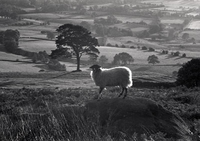 Backlit Sheep 027_37