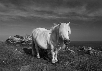 Cadgwith Pony Mono 090_1333
