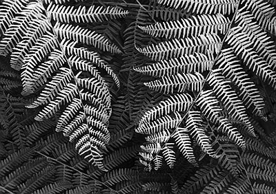 Ferns 069_07