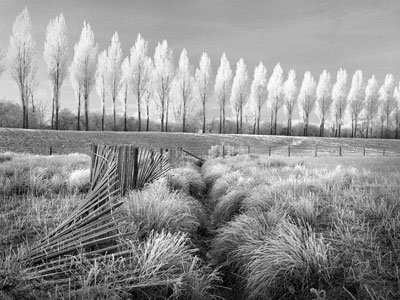 Frosty Trees 049_03