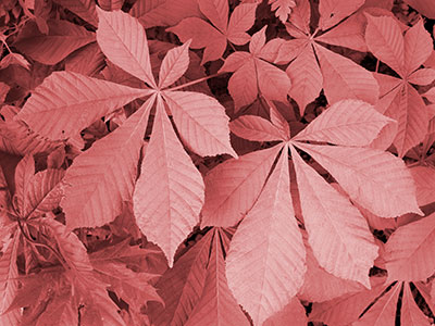 Horse Chestnut Leaves Mono G026_0834