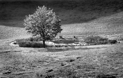 Lone Tree Mono 039_0266