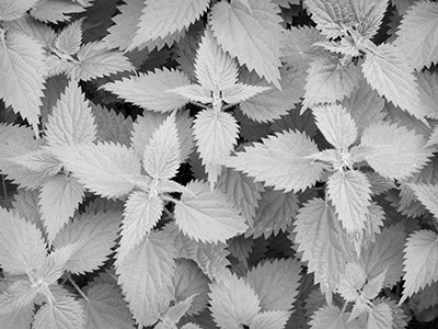 Nettles Mono G094_2335