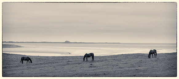 Horses Mono G11_271_7582-1