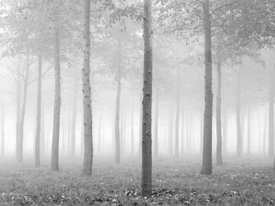 Poplar Trees 185_04