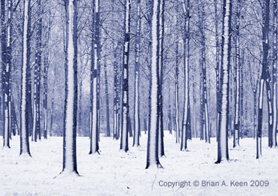 Poplar Trees In Snow 0035