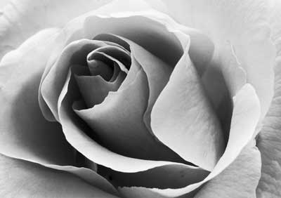 Rose 091_26