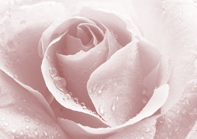 Rose 091_29