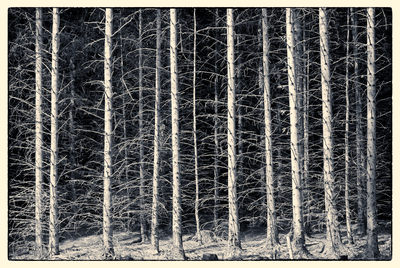 Pine Trees Mono D810_012_1210