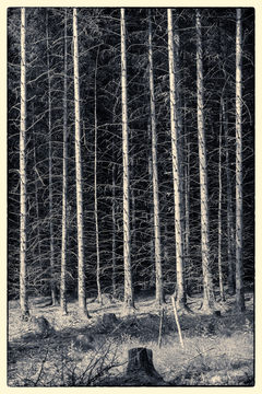 Pine Trees Mono D810_012_1216