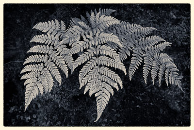 Ferns Mono D810_012_1349