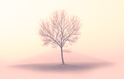 Tree In Mist Toned 067_0047