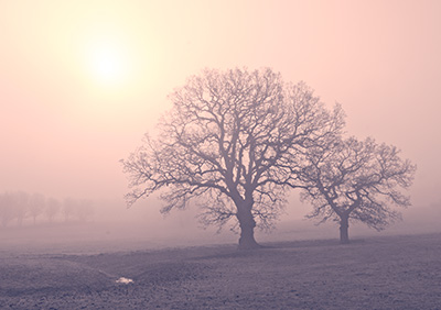 Trees In Mist Mono 067_0035