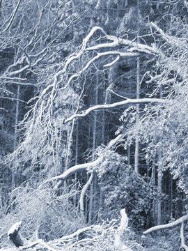 Branches In Snow