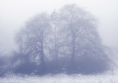 Trees in Mist and Snow Mono G054_1487