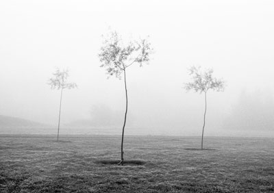 Willow Saplings 058_07