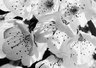 Cherry Blossom 097_18