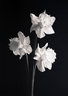 Daffodils 461_11