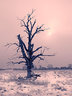 Dead Tree Snow Mono G076_1952