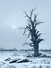 Dead Tree Snow Tint G076_1976