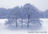 Trees In Snow 0644