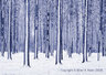 Poplar Trees In Snow 0035