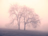 Tree In Fog Mono G085_2220