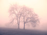 Trees in Fog