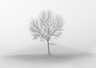 Tree In Mist Mono 067_0047