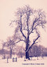 Tree In Snow 0689