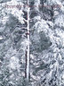 Tree In Snow 0695