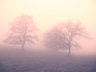 Trees in Fog