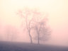 Trees In Fog Mono G085_2215
