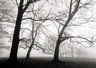 Trees in mist 211_05