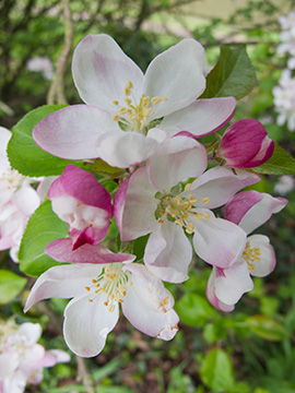 AppleBlossom G230_6567