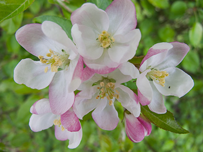 AppleBlossom G230_6569