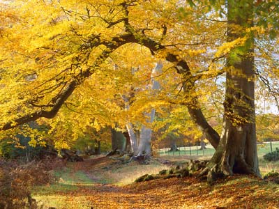 Ashridge in Autumn 390_13