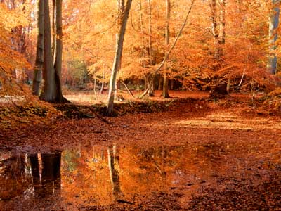 Ashridge Pond 389_05