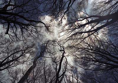 Ashridge Trees 429_12