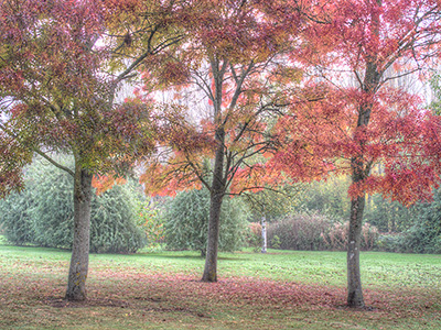 AutumTrees G181_5068-70_tonemapped